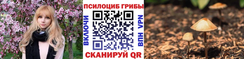 Псилоцибиновые грибы Psilocybine cubensis Узловая